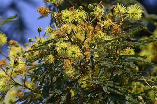 Imagem de Mimosa scabrella Benth.