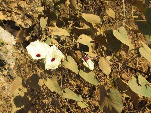 Image of Ipomoea cambodiensis Gagnep. & Courchet