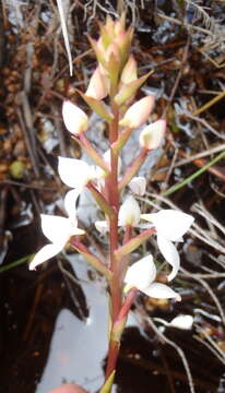 Image de Disa tripetaloides (L. fil.) N. E. Br.