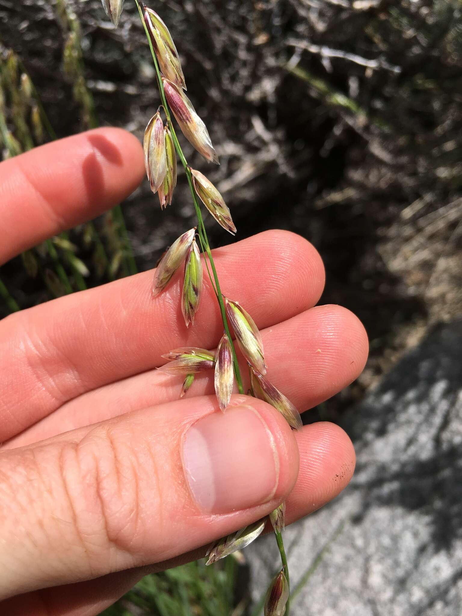 Melica stricta Bol. resmi