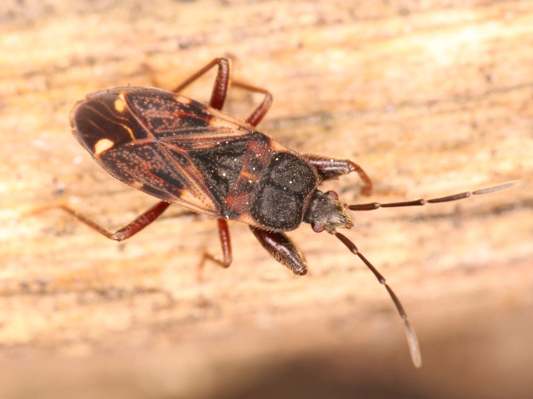 صورة Eremocoris podagricus Fabricius & J. C. 1775