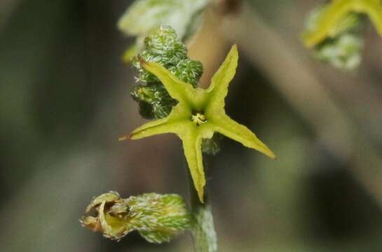 Sivun Euploca powelliorum (B. L. Turner) Feuillet & Halse kuva