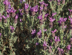 Image of French lavender