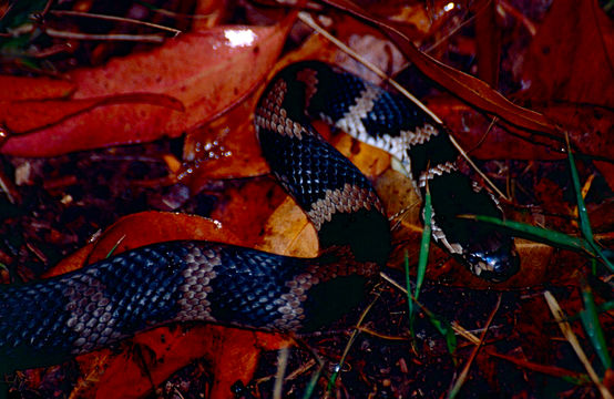 Image of Stephen's Banded Snake