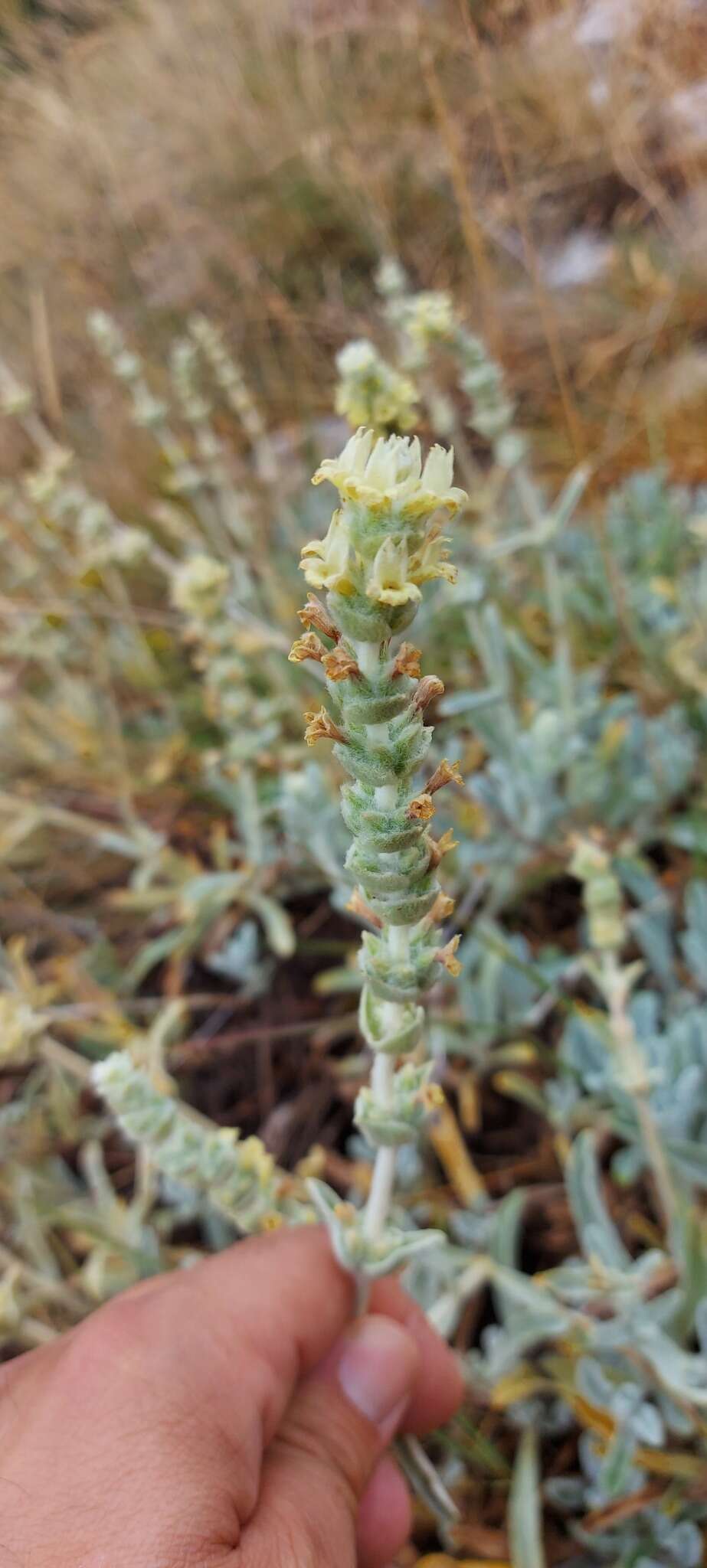 Image of Sideritis italica (Mill.) Greuter & Burdet