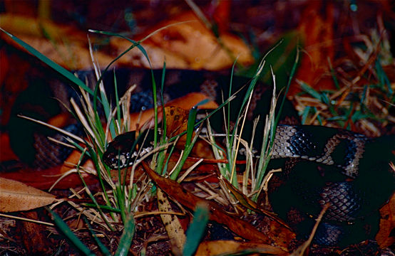 Image of Stephen's Banded Snake