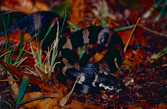 Image of Stephen's Banded Snake