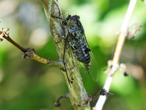 Amphipsalta zelandica (Boisduval 1835)的圖片