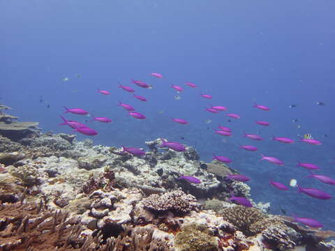 Pseudanthias pascalus (Jordan & Tanaka 1927) resmi