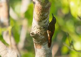 Image of Guianan Woodcreeper