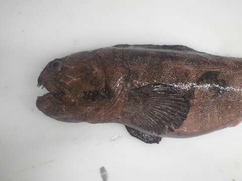 Image of Bering wolffish