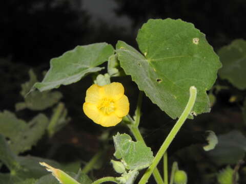 Imagem de Abutilon pannosum (Forst. fil.) Schltdl.