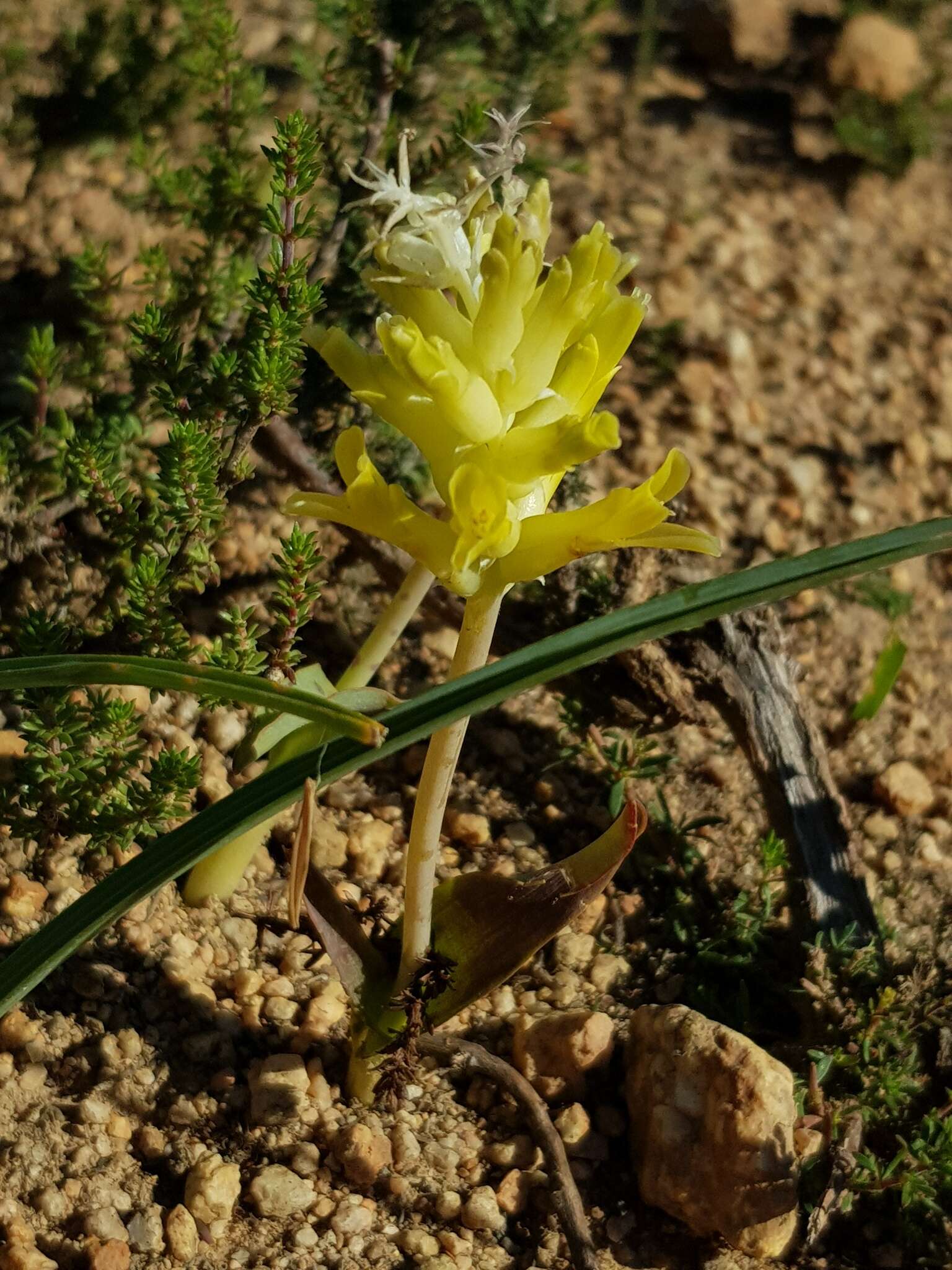 Image de Lachenalia orchioides subsp. orchioides