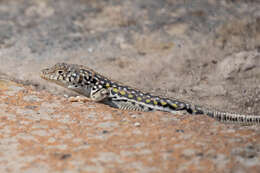 Image of Strauch's Racerunner