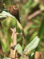 Imagem de Oenothera fruticosa L.