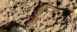 Image of Korean small salamander; Kkoma-Dorongnyong (Korean)