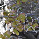 Image of Eriogonum orcuttianum S. Wats.