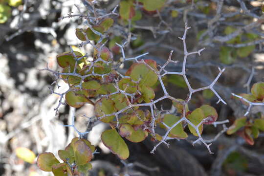 Imagem de Eriogonum orcuttianum S. Wats.