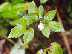 Sivun Cardamine fulcrata Greene kuva