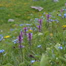 Image of Pedicularis violascens Schrenk ex Fisch. & C. A. Mey.