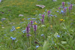 Image of Pedicularis violascens Schrenk ex Fisch. & C. A. Mey.