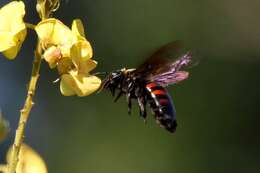 Plancia ëd Xylocopa nigrocincta Smith 1854