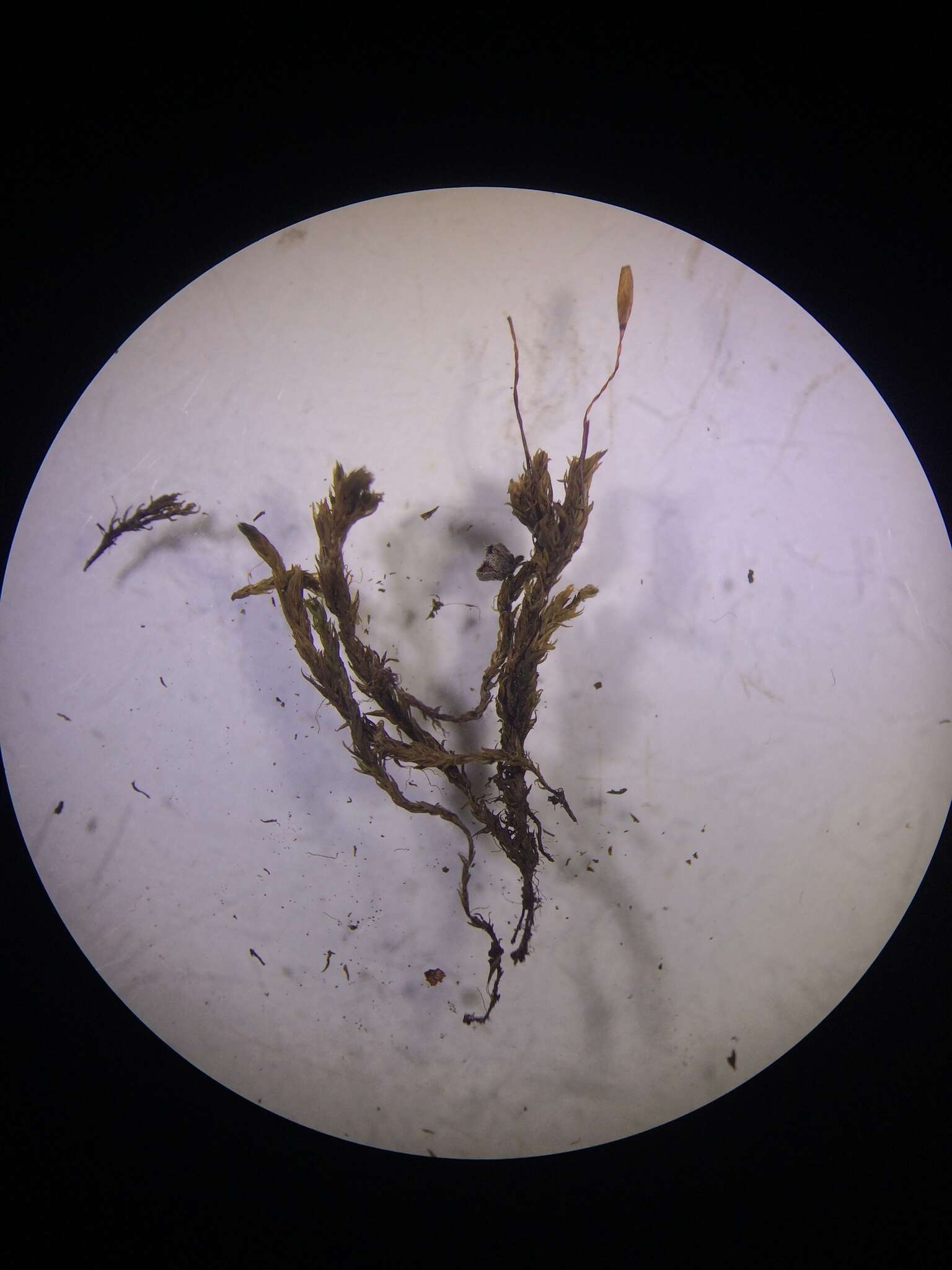 Image of Pacific racomitrium moss