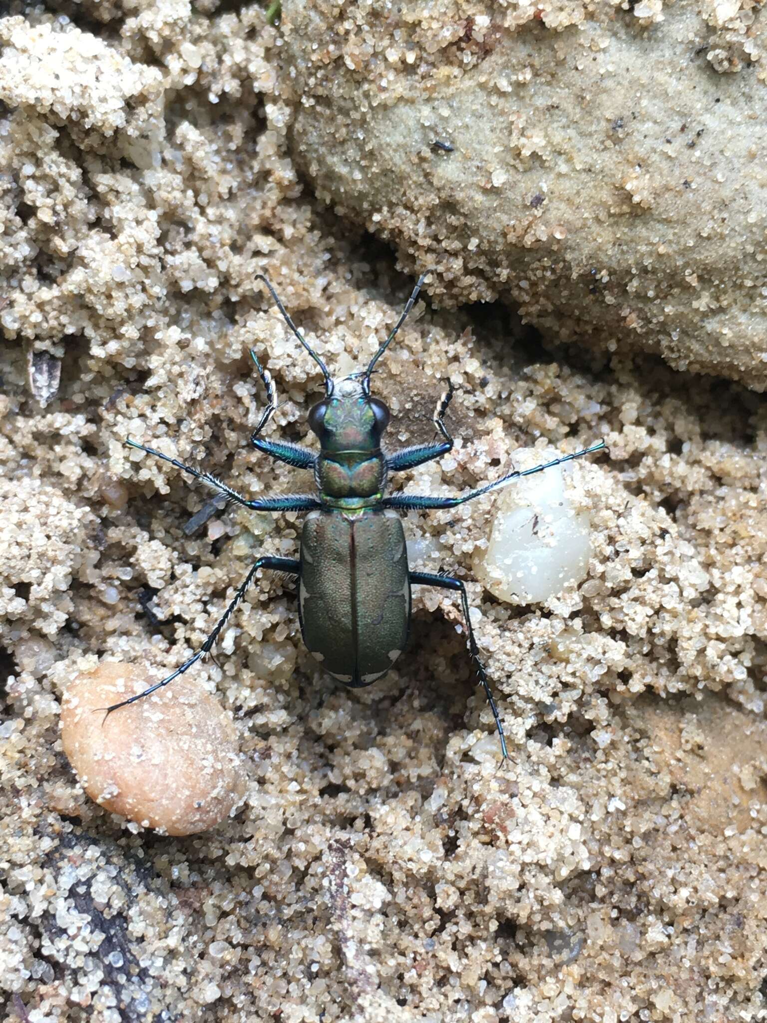 Image of Appalachian Tiger Beetle