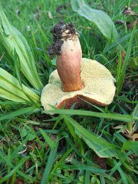 Imagem de Hortiboletus bubalinus (Oolbekk. & Duin) L. Albert & Dima 2015