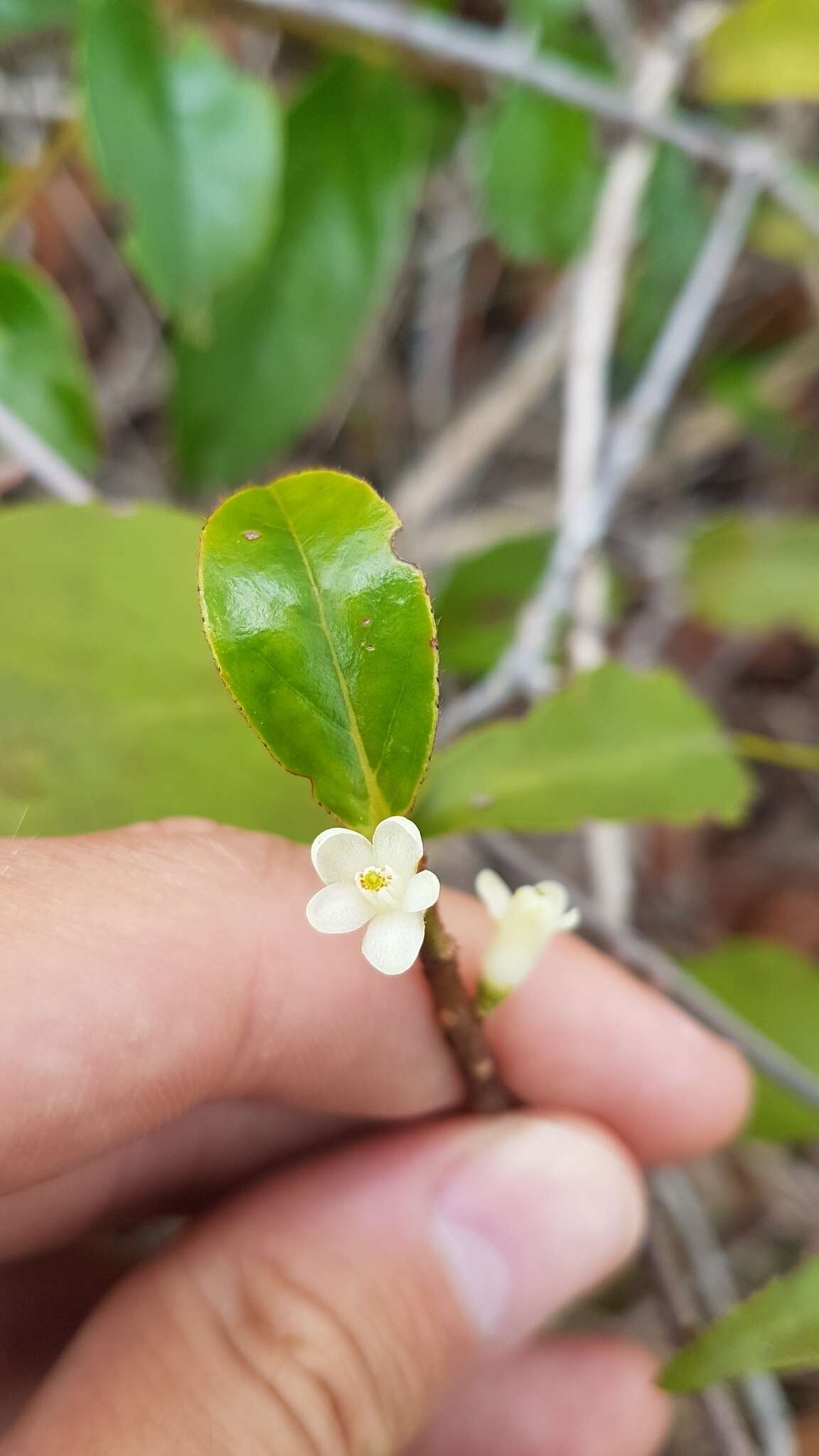 Image of Symplocos guianensis (Aubl.) Guerke