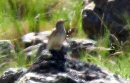 Image of Slender-billed Miner