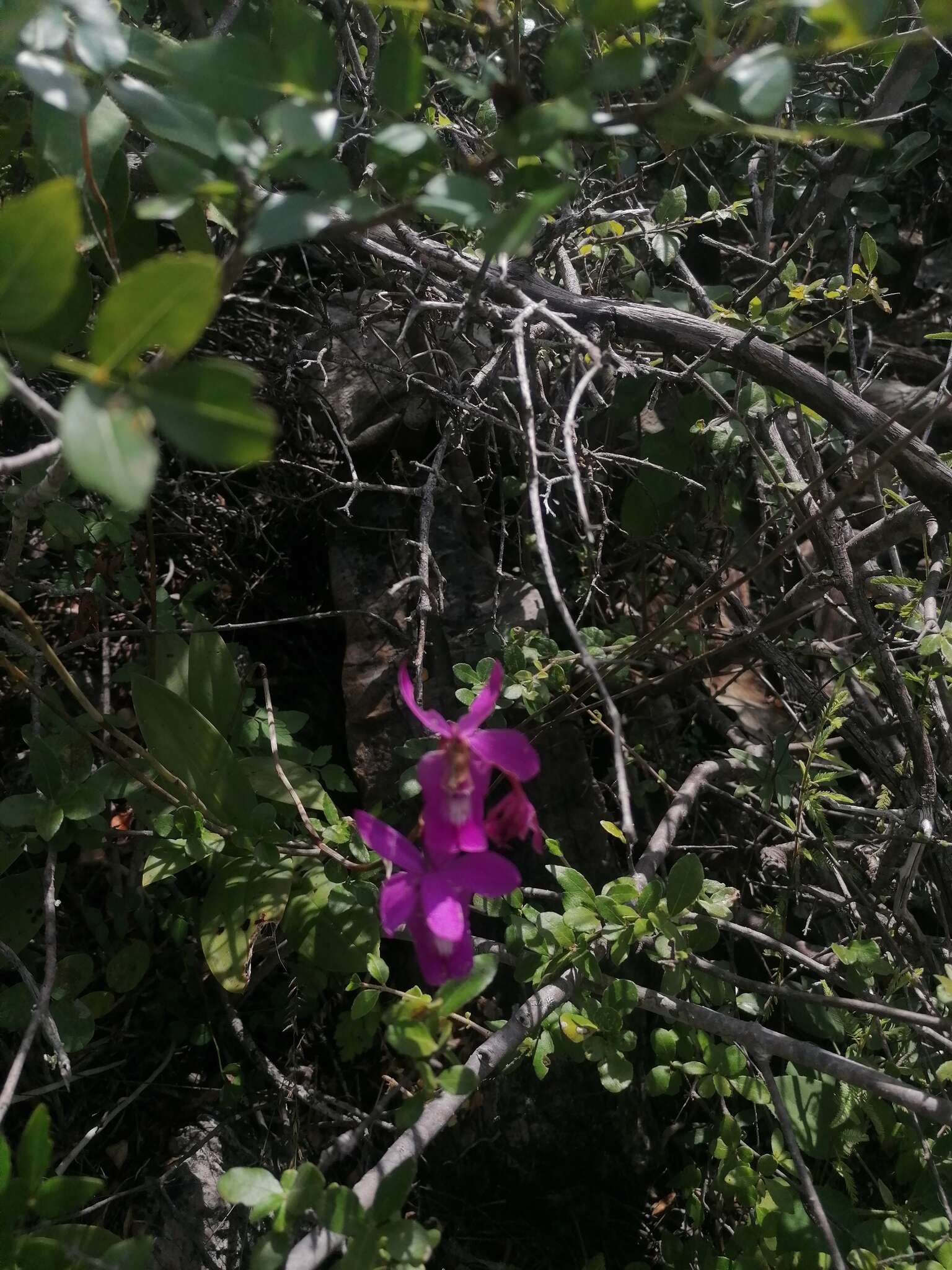 Image of Barkeria lindleyana subsp. vanneriana (Rchb. fil.) Thien