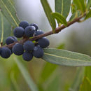 Image of false olive