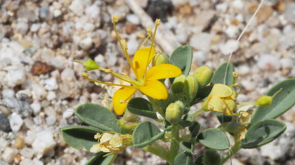 Image of Mojave cleomella