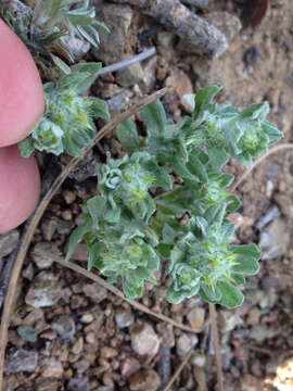 Image of broad-leaved cutweed