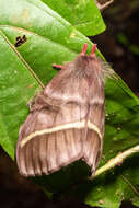 Image de Hylesiopsis festiva Bouvier 1929