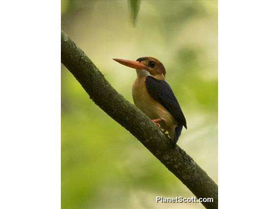 Ispidina lecontei Cassin 1856的圖片