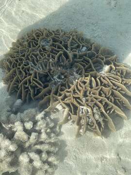 Image of Cactus Coral