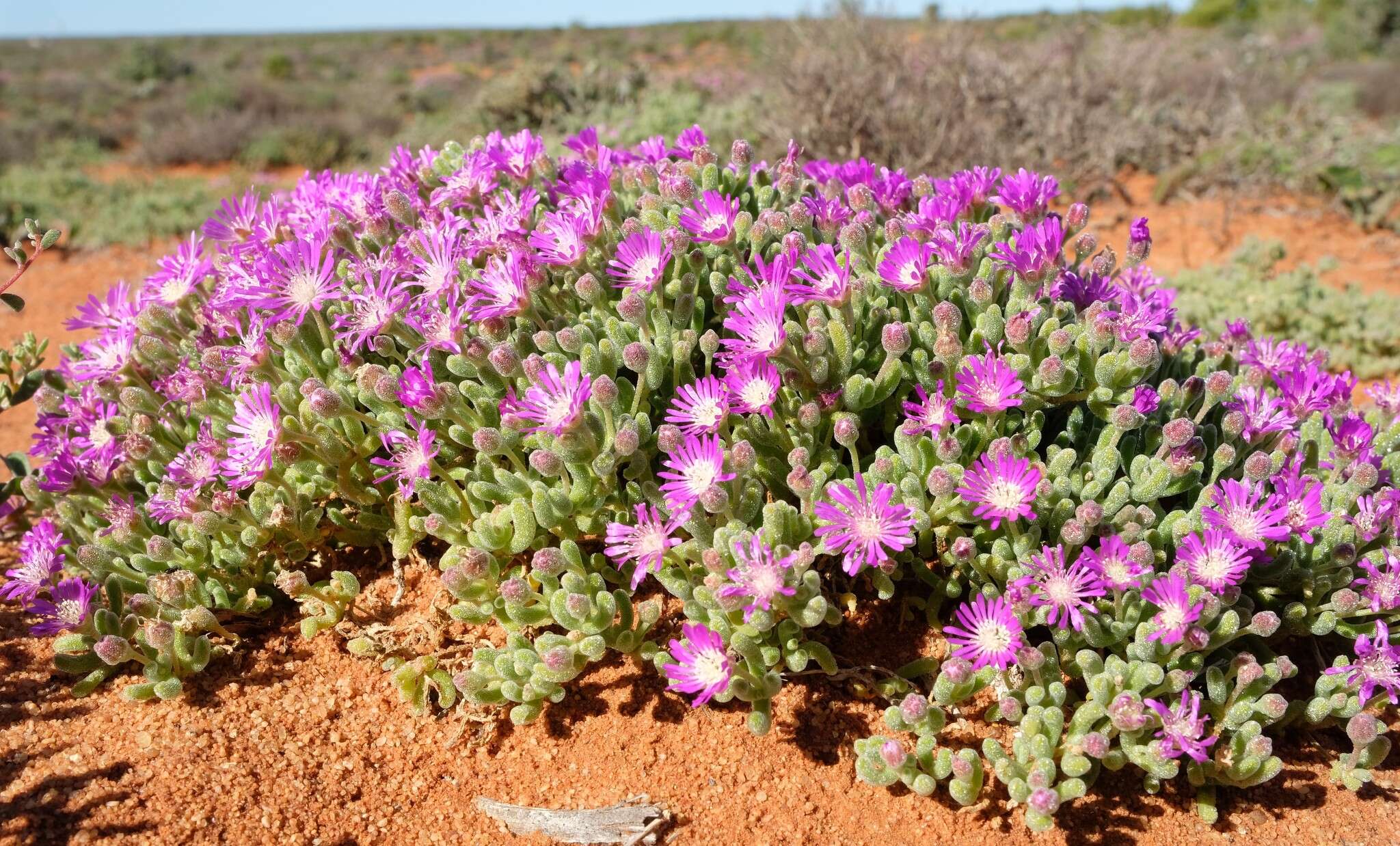 Imagem de Drosanthemum ramosissimum (Schltr.) L. Bol.