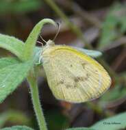 Image of Eurema elathea (Cramer (1777))