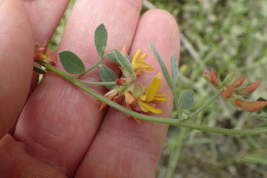 Image de Acmispon decumbens