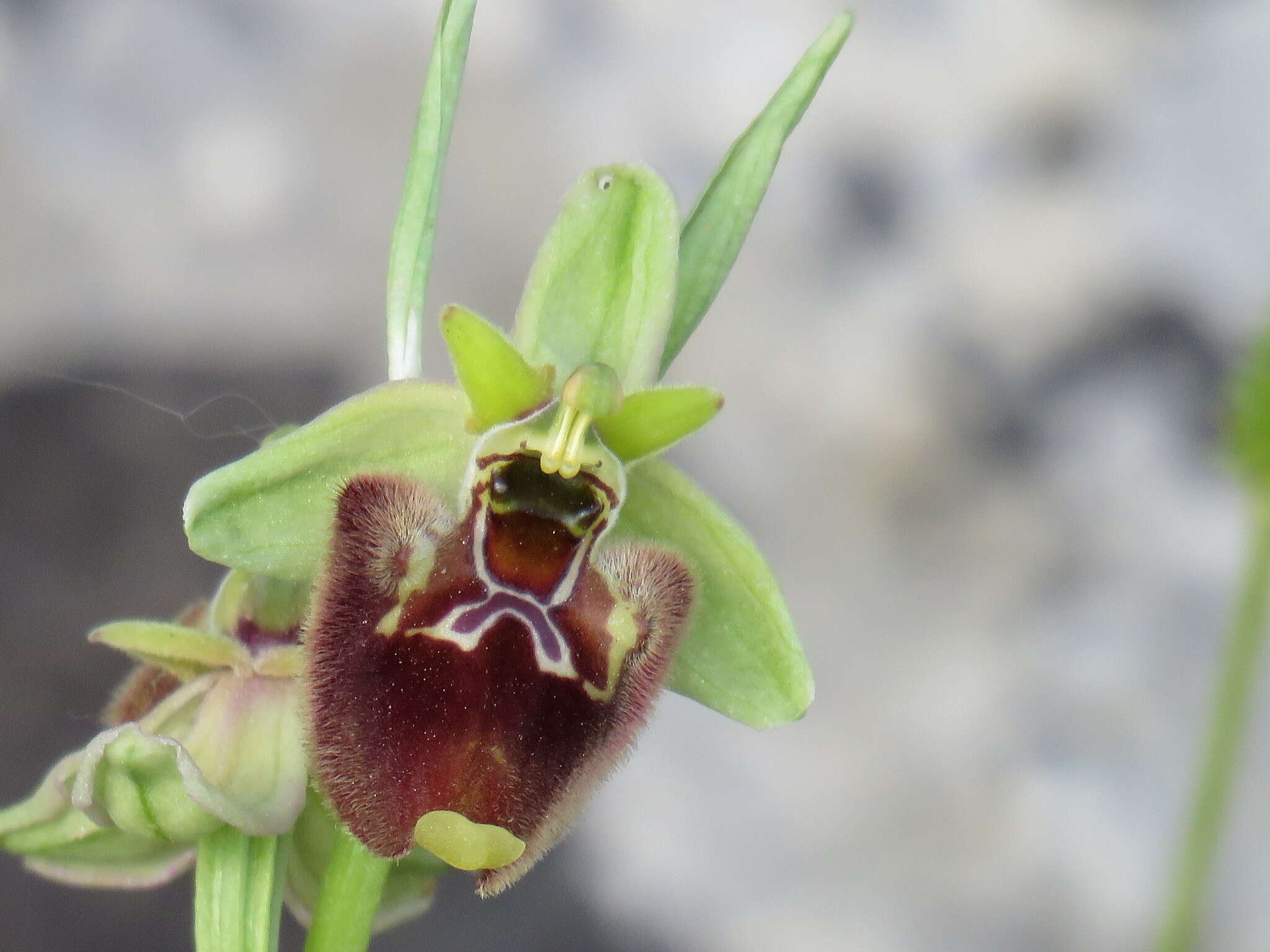 Image of Ophrys fuciflora subsp. parvimaculata O. Danesch & E. Danesch