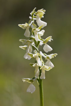 Image of Green-winged Orchid