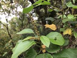 Image of climbing mallotus