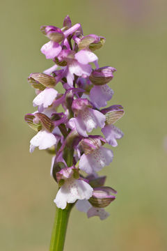 Image of Green-winged Orchid