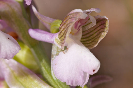 Image of Green-winged Orchid