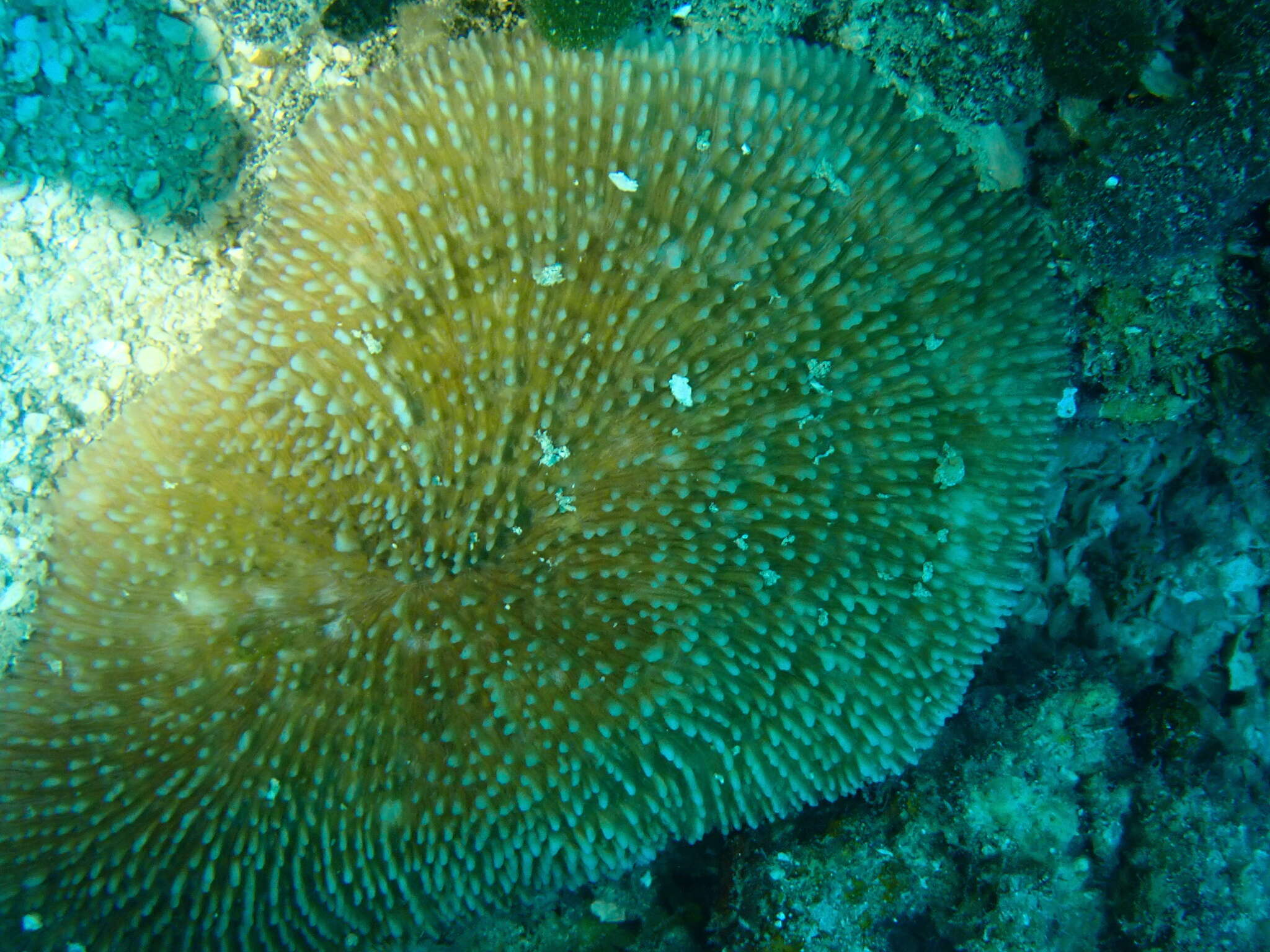 Image of plate coral