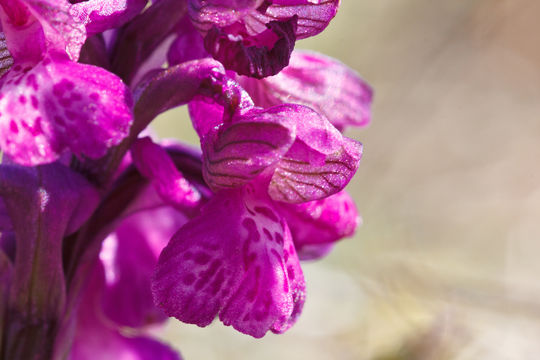 Image of Green-winged Orchid