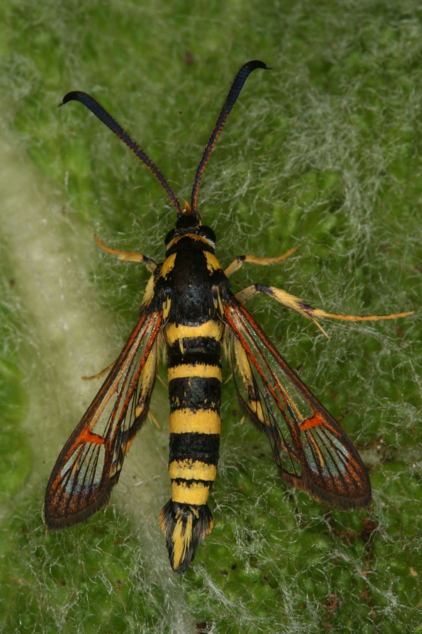 Image of Synanthedon theryi Le Cerf 1916