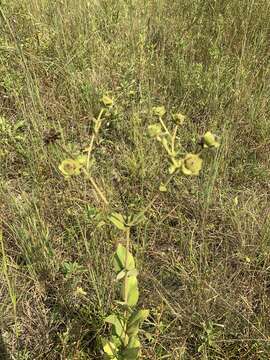 Image of Old Cahaba rosinweed